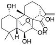 Int J Biol Sci inline graphic