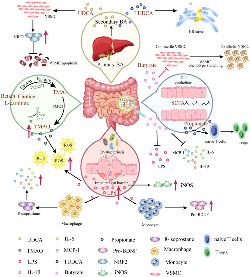 Int J Biol Sci Image