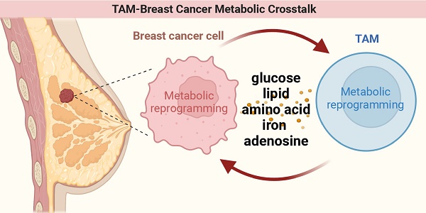 The emerging roles of metabolism in the crosstalk between breast cancer  cells and tumor-associated macrophages