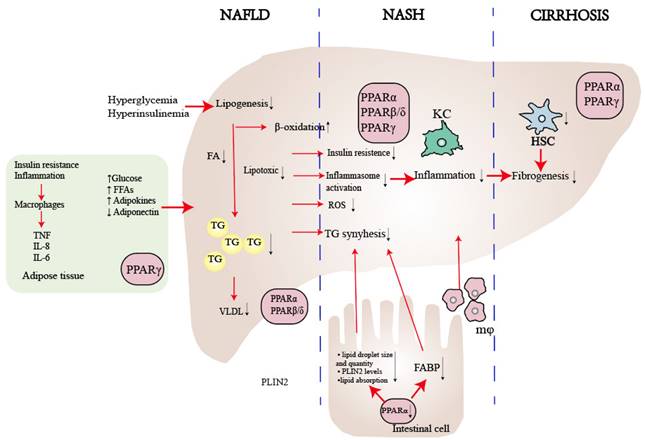 The Role of Nuclear Receptors in the Pathogenesis and Treatment of Non ...