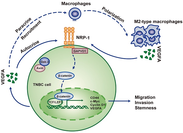 research paper for biological sciences Graphic abstract