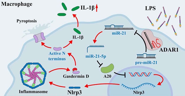 research paper for biological sciences Graphic abstract