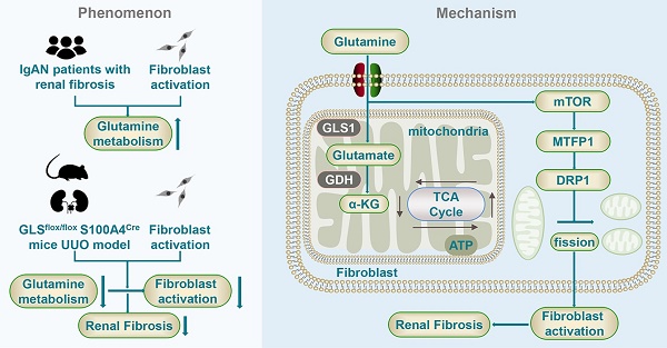 Glutamine Metabolism Promotes Renal Fibrosis through Regulation of ...