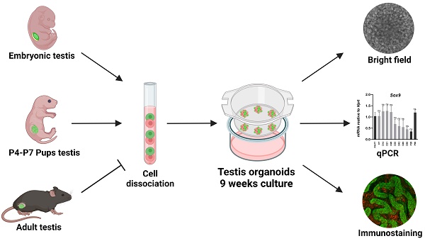 Kredit: Stopel et al. (2024), International Journal of Biological Sciences.