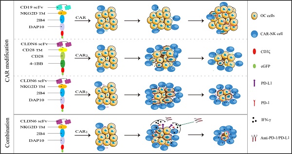 NK-92MI Cells Engineered with Anti-claudin-6 Chimeric