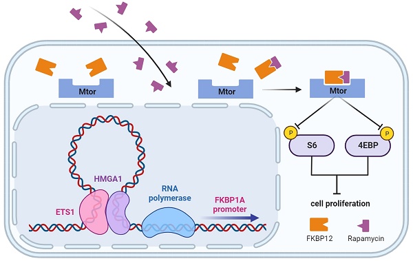 HMGA1 sensitizes esophageal squamous cell carcinoma to mTOR