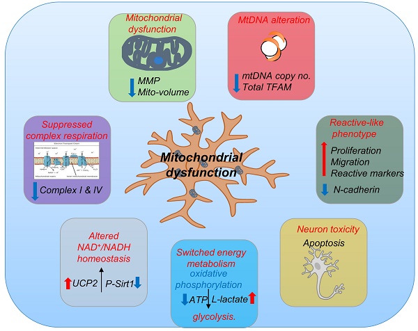 Activation of Neurotoxic Astrocytes Due to Mitochondrial Dysfunction ...