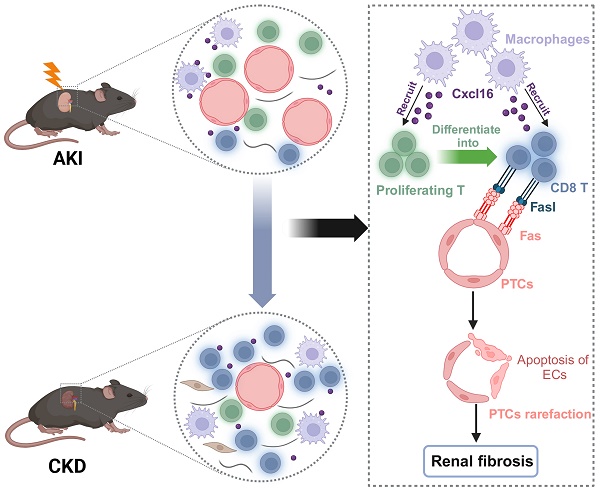 CD8 T cells induce the peritubular capillary rarefaction