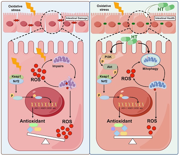 tranexamic acid and glutathione Regio- and Stereoselective Synthesis of Nitro-fatty Acids as NRF2 Pathway  Activators Working under Ambient or Hypoxic Conditions