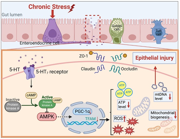 Chronic Stress-induced Serotonin Impairs Intestinal