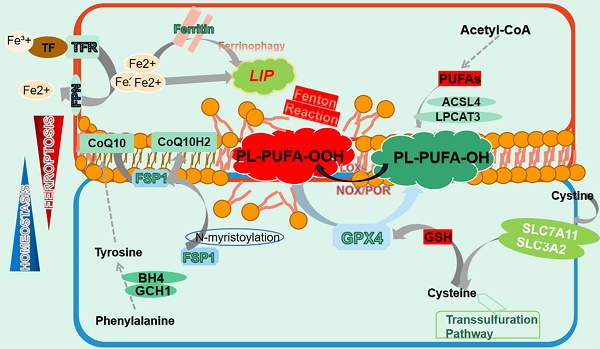 nadph and glutathione levels gliomas Transaminase Inhibition by 2-Hydroxyglutarate Impairs Glutamate Biosynthesis Redox Homeostasis in Glioma Redox-Regulated Pathways in Glioblastoma Stem-like