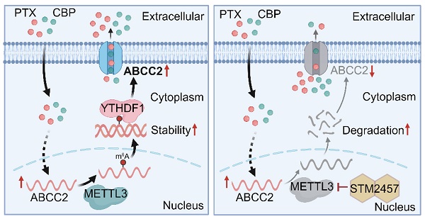 【y.n】 Targeting METTL3 enhances the chemosensitivity of non-small cell