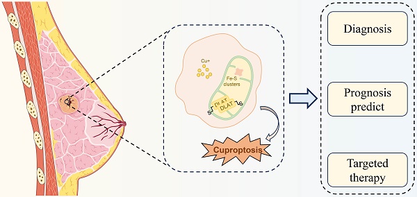 健康・医学 Preneoplasia of the Breast p63 at the Crossroads between Stemness and Metastasis in
