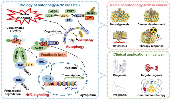 The Crosstalk between Autophagy and Nrf2 Signaling in Cancer: from Biology  to Clinical Applications