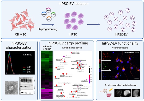 Extracellular vesicles from hiPSCs exhibit unique microRNA and circRNA ...