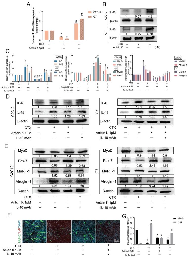 Int J Biol Sci Image