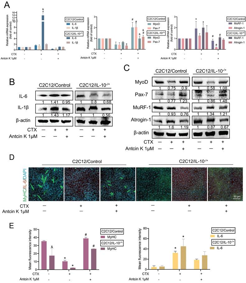 Int J Biol Sci Image