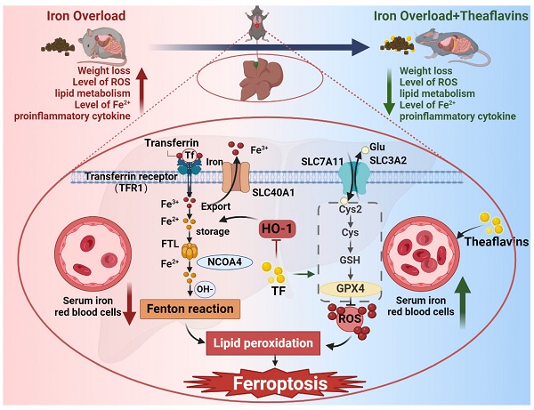 glutathione and iron overload Theaflavins attenuate iron overload-induced liver oxidative injury by  inhibiting hepatocyte ferroptosis