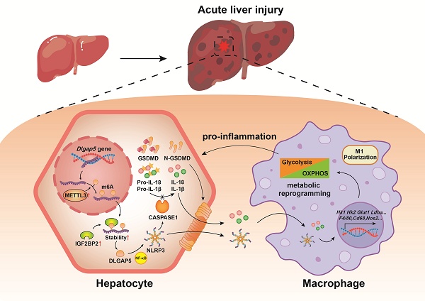 AXIS DLGAP5 Promotes Acute Liver Injury via Hepatocyte Pyroptosis