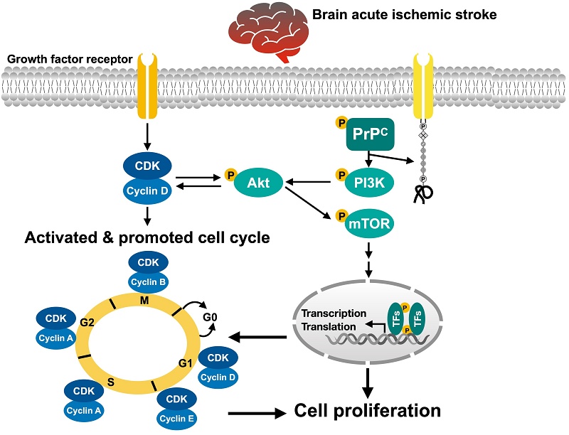 og cell-e-cel - it's on crackin オリジナル盤 Cyclin D1/CDK coordination with the cellular prion protein