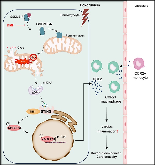 健康・医学 DispositionofToxicDrugsandChemicalsinMan Cardiomyocyte GSDME Drives Doxorubicin-Induced Cardiotoxicity by