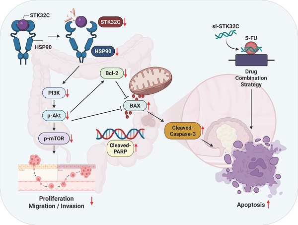 STK32C as a Therapeutic Target in Colorectal Cancer via HSP90-PI3K