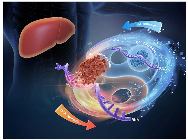 Unveiling the dynamics and therapeutic potential of m6A