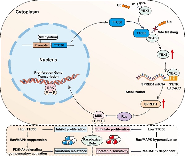 TTC36-Mediated Tumor Suppression via YBX3/SPRED1 Axis