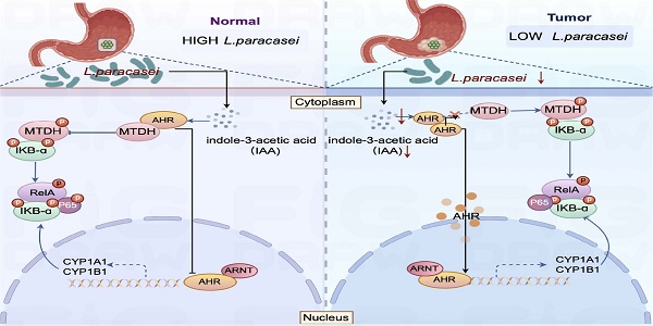 © The Author. International Journal of Biological Sciences Graphic abstract