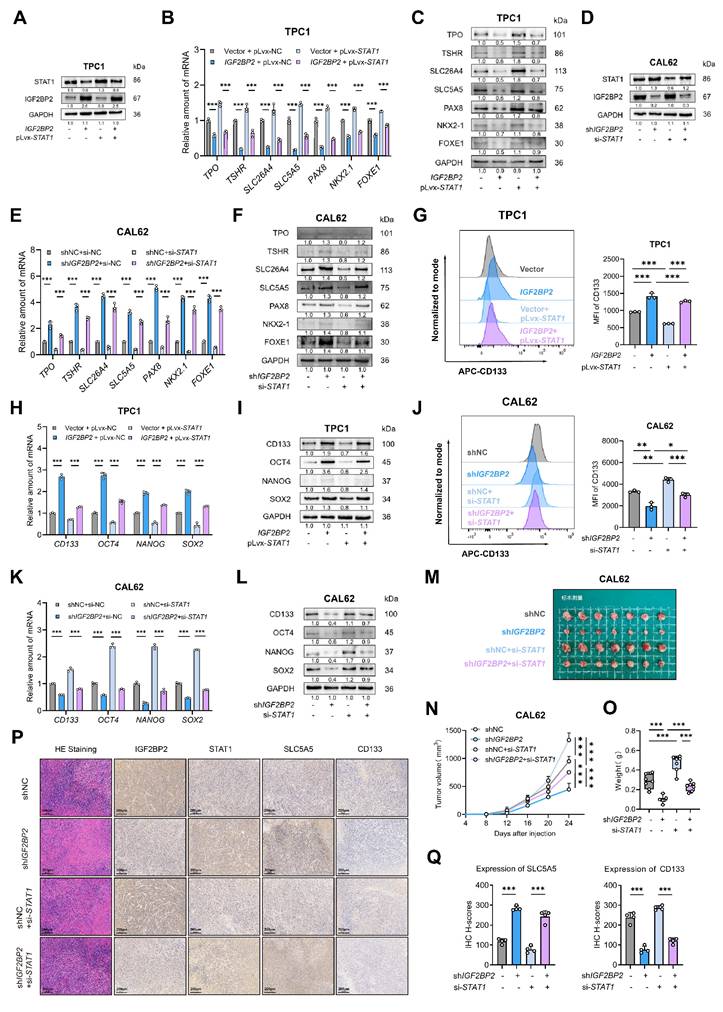 Int J Biol Sci Image