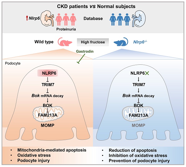 Gastrodin alleviates high fructose-induced podocyte mitochondria