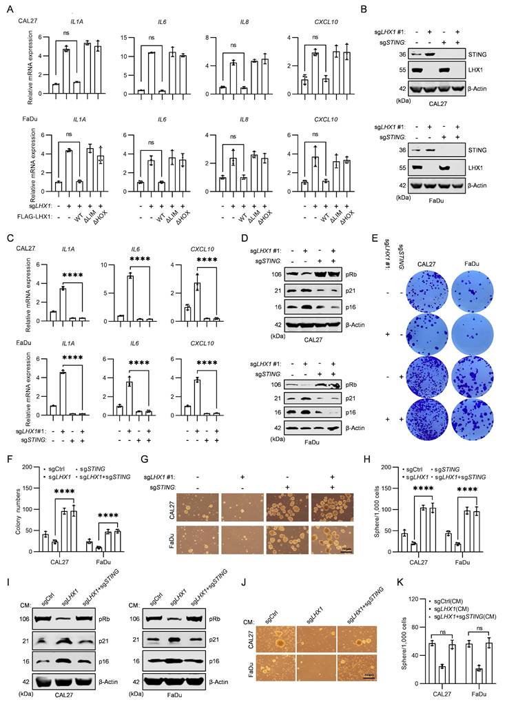 Int J Biol Sci Image
