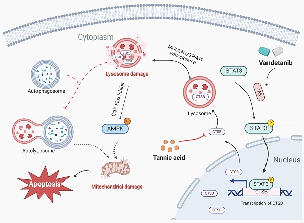 Inhibition of Cathepsin B protects against vandetanib-induced