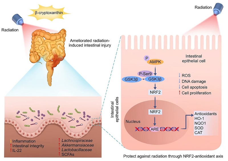 専用ページ(#532) β-Cryptoxanthin Confers Radioprotection against Intestinal Injury