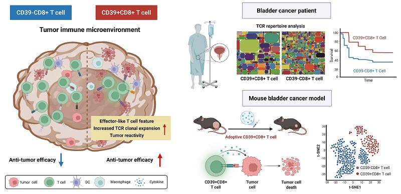 Tumor toc.jpg