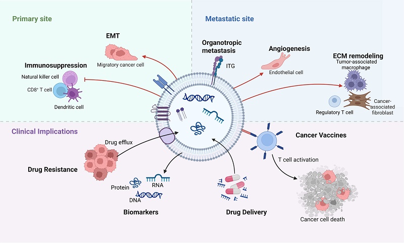 Orchestrating Tumor Metastasis: Exosomes as Master Regulators of