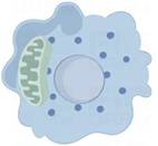 Int J Biol Sci inline graphic