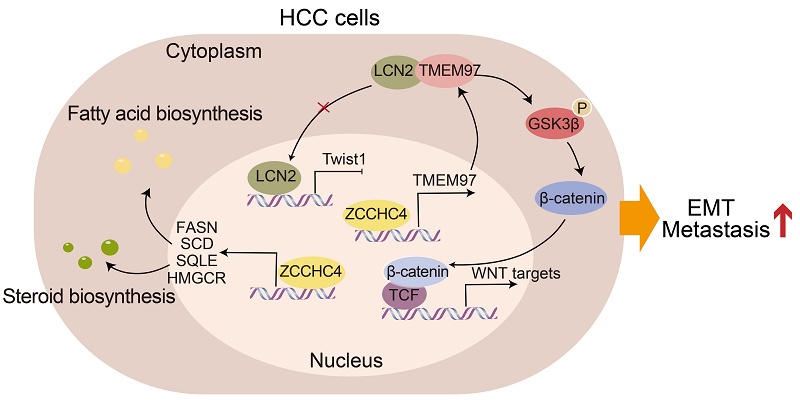 ZCCHC4 Orchestrates Hepatocellular Carcinoma Metastasis by