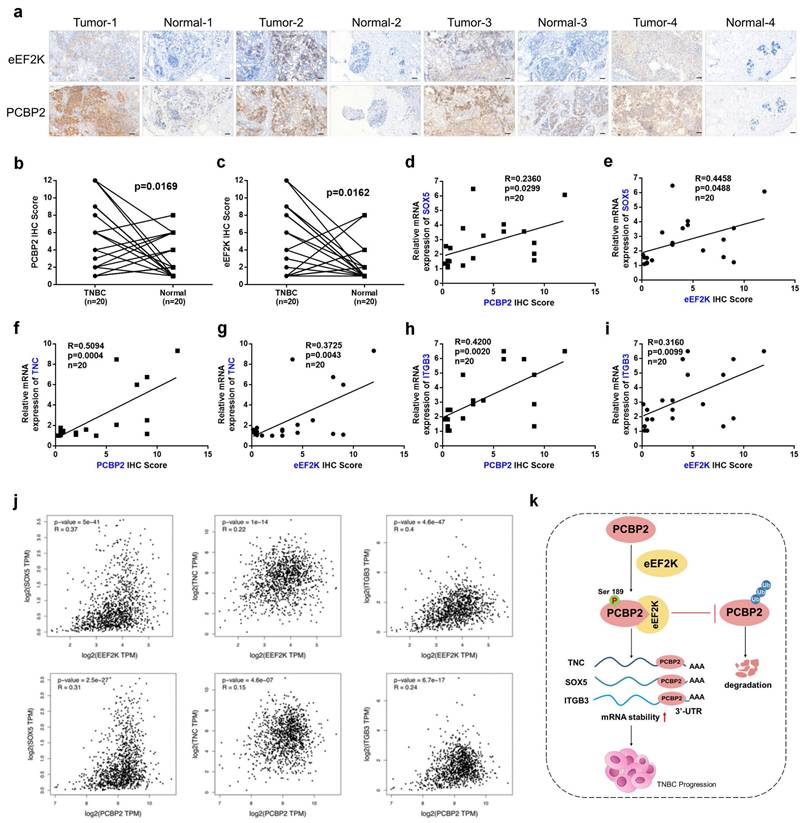 Int J Biol Sci Image