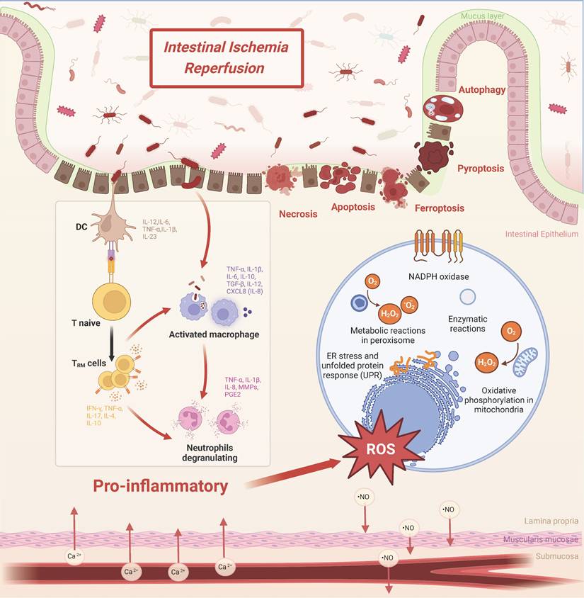 その他 FC Intestinal Ischemia/Reperfusion Injury: Mechanisms, Diagnosis, and