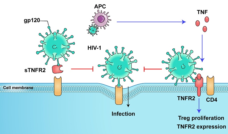 BIGBANG CD4点 Tumor Necrosis Factor Receptor 2 Inhibits HIV-1 Infection by