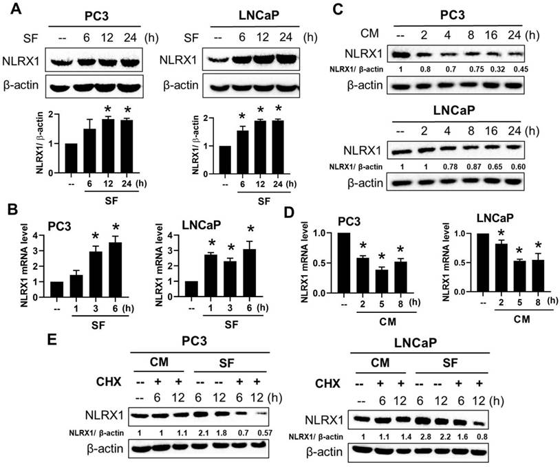Int J Biol Sci Image