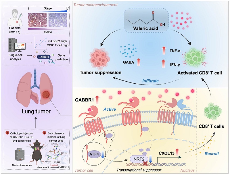 Activation of GABBR1 by New Ligand Valerate Transcriptionally