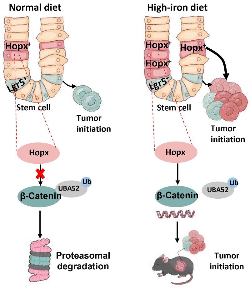 Competitive Binding of UBA52 and HOPX Modulates β-catenin