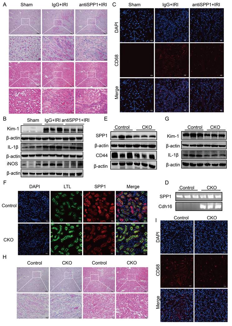 Int J Biol Sci Image