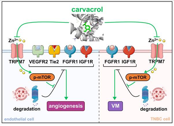 Int J Biol Sci Image