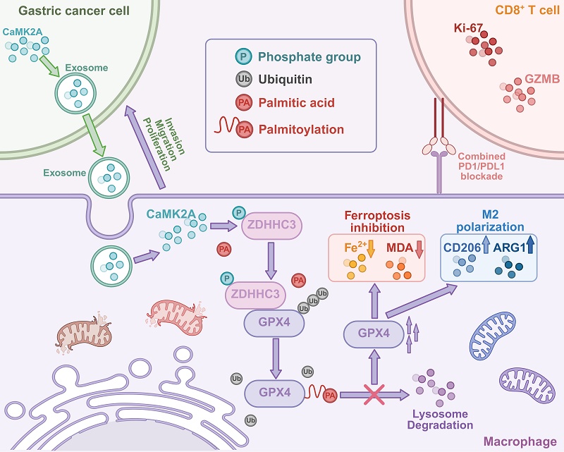 希少‼️Tatsuhisa Takahashi Microcirculation Targeting the exosomal CaMK2A-ZDHHC3-GPX4 pathway reprograms tumor