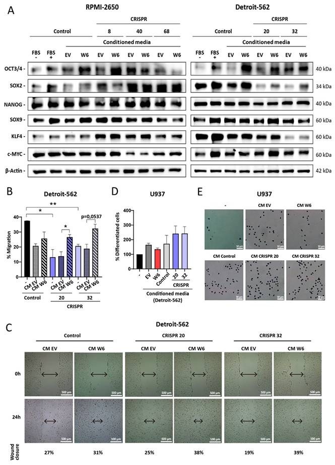 Int J Biol Sci Image