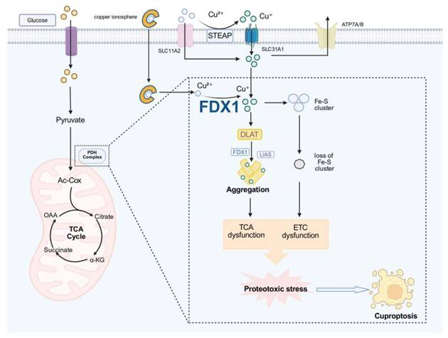 Int J Biol Sci Image