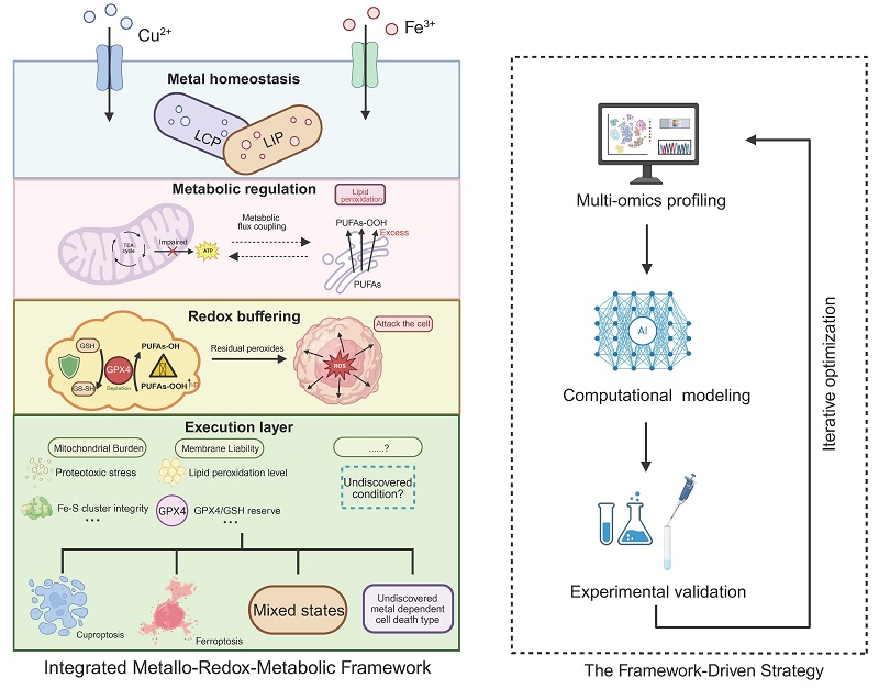 Copper-Iron Cell Death Axis: Mechanistic Crosstalk, Disease